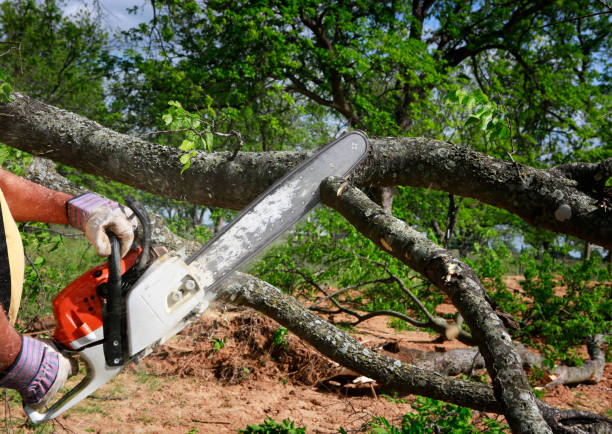 Best Arborist Services Near Me  in Listoga, CA